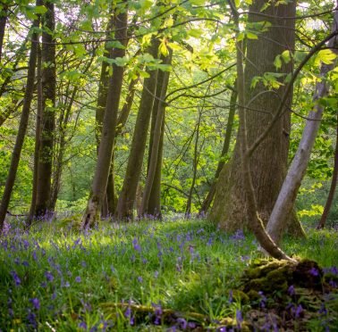 Bluebells in the grounds