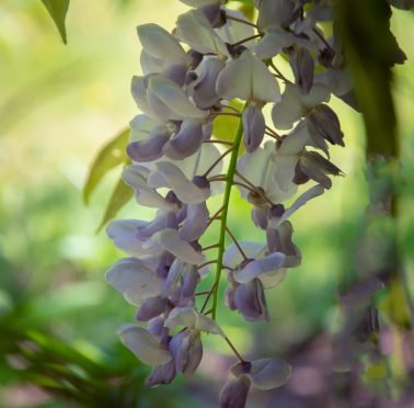 Wisteria In The Walled Garden